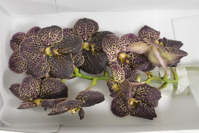 SUNANDA CHOCOLATE BROWN